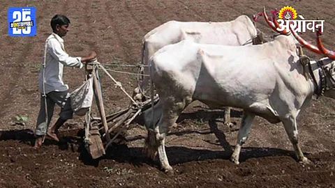 Buldhana Sowing