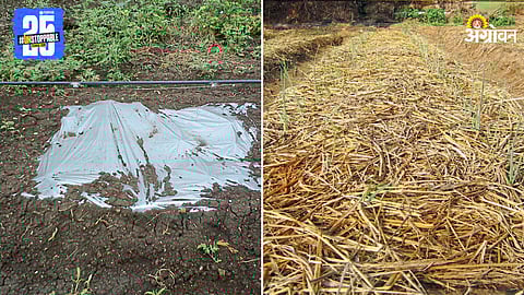 Environmental Impact