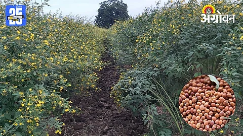 Tur Farmers Loss