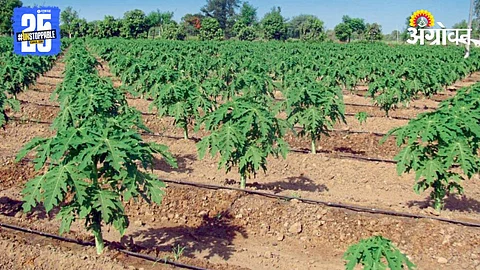 Orchard Management