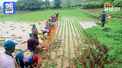 Paddy Plantation