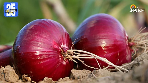 Onions