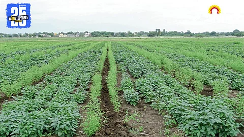 Inter Cropping Method