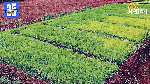 Paddy Seedling