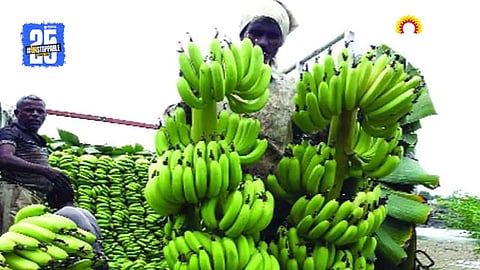 Banana Harvest