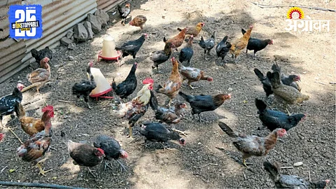 Backyard Poultry