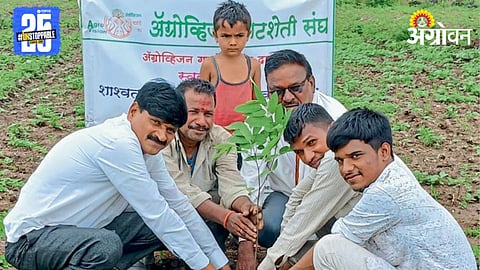 Custard Apple Cultivation