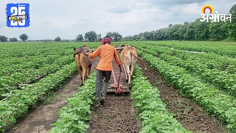 Cotton Farming