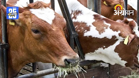 Livestock Trade