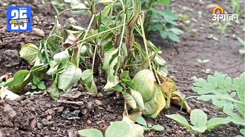 Kharif Crop Failure