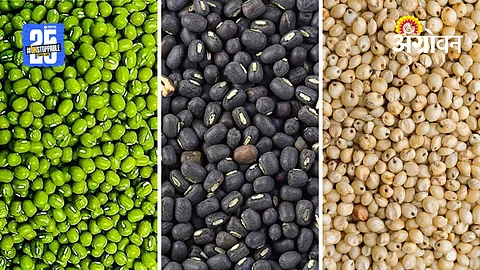 Moong Udid Sowing