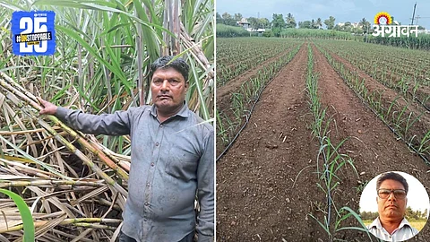 Sugarcane Farming