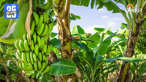 Banana Farming