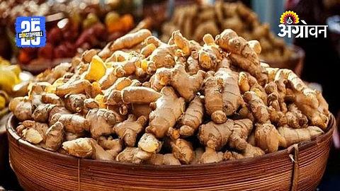 Ginger Research Center