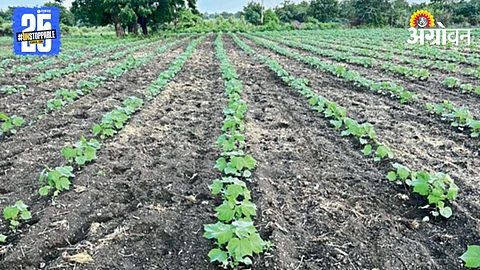 Kharif Sowing