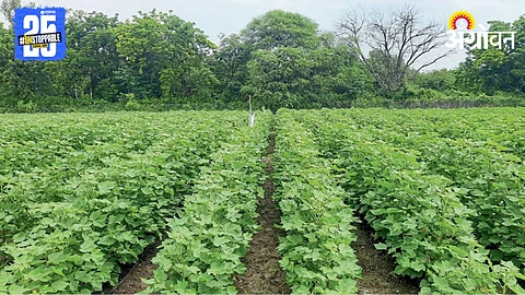 Cotton Farming