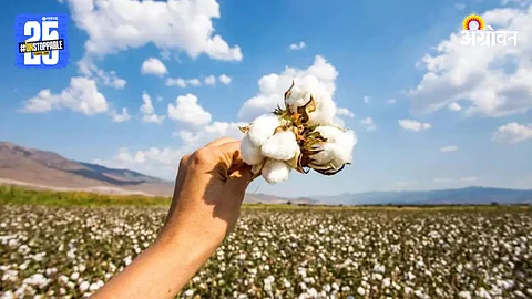 HTBT Cotton