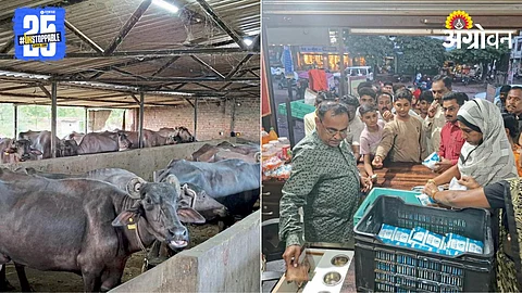 Dairy Farming