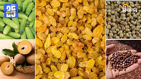 Agriculture Market Products