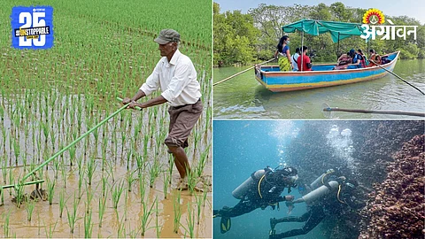 Mangrove Conservation