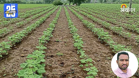 Cotton Farming