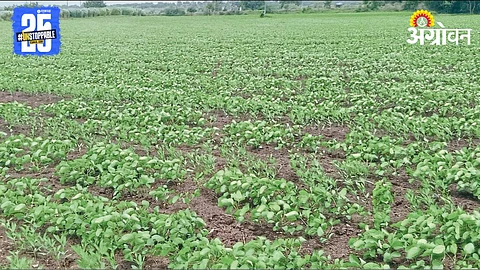 Crop Damage