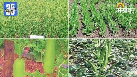 MPKV Rahuri Crop Variety