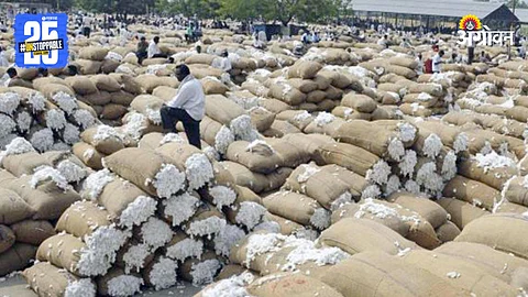 Cotton Market