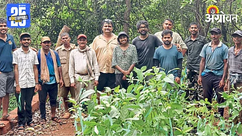 Tree Plantation