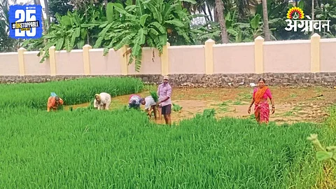 Paddy Farming