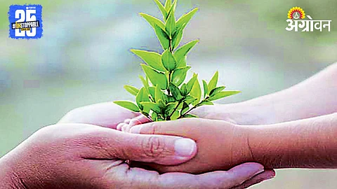 Tree Plantation