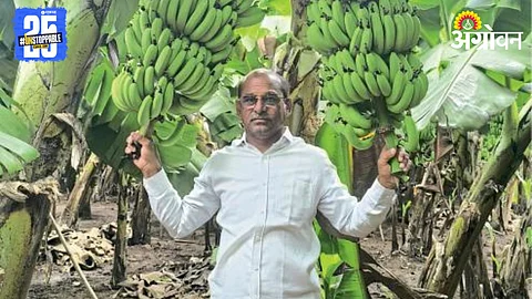 Banana Farming