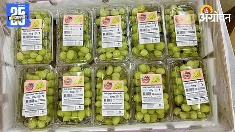 Fruit Packaging
