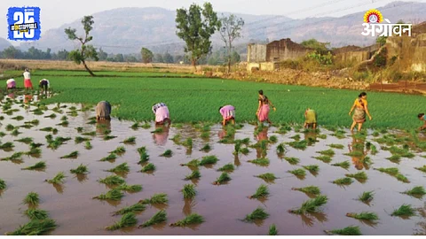 Paddy Cultivation
