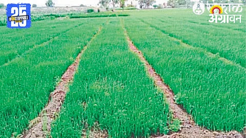 Onion Nursery