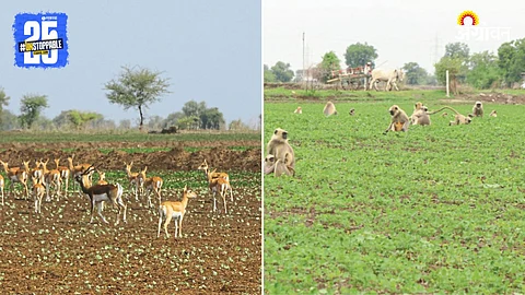 Wildlife Issue