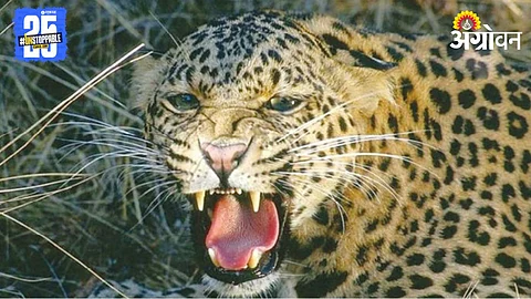 Leopard Attack