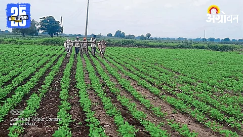 Kharif Sowing