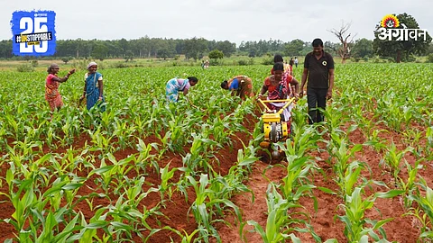Maize Farming