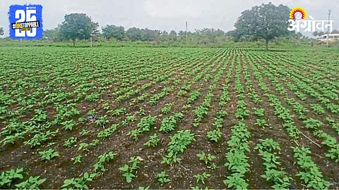 Kharif Sowing