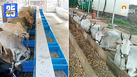 Animal Husbandry
