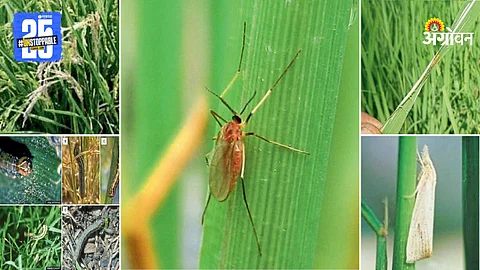 Paddy Farming Management