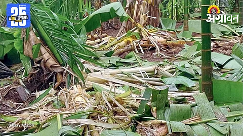 Crop Damage