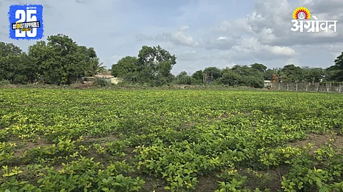 Kharif Crop