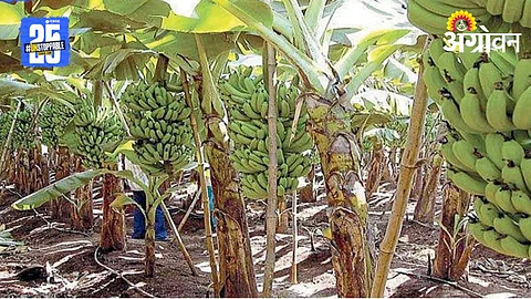 Banana Farmers