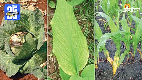 Agriculture Land Health