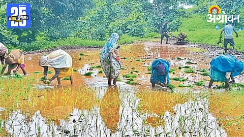 Paddy Farming