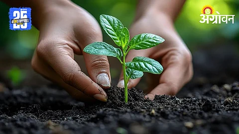 Tree Plantation