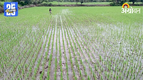 Paddy Farming
