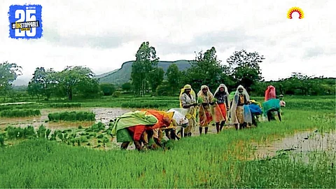 Paddy Farming